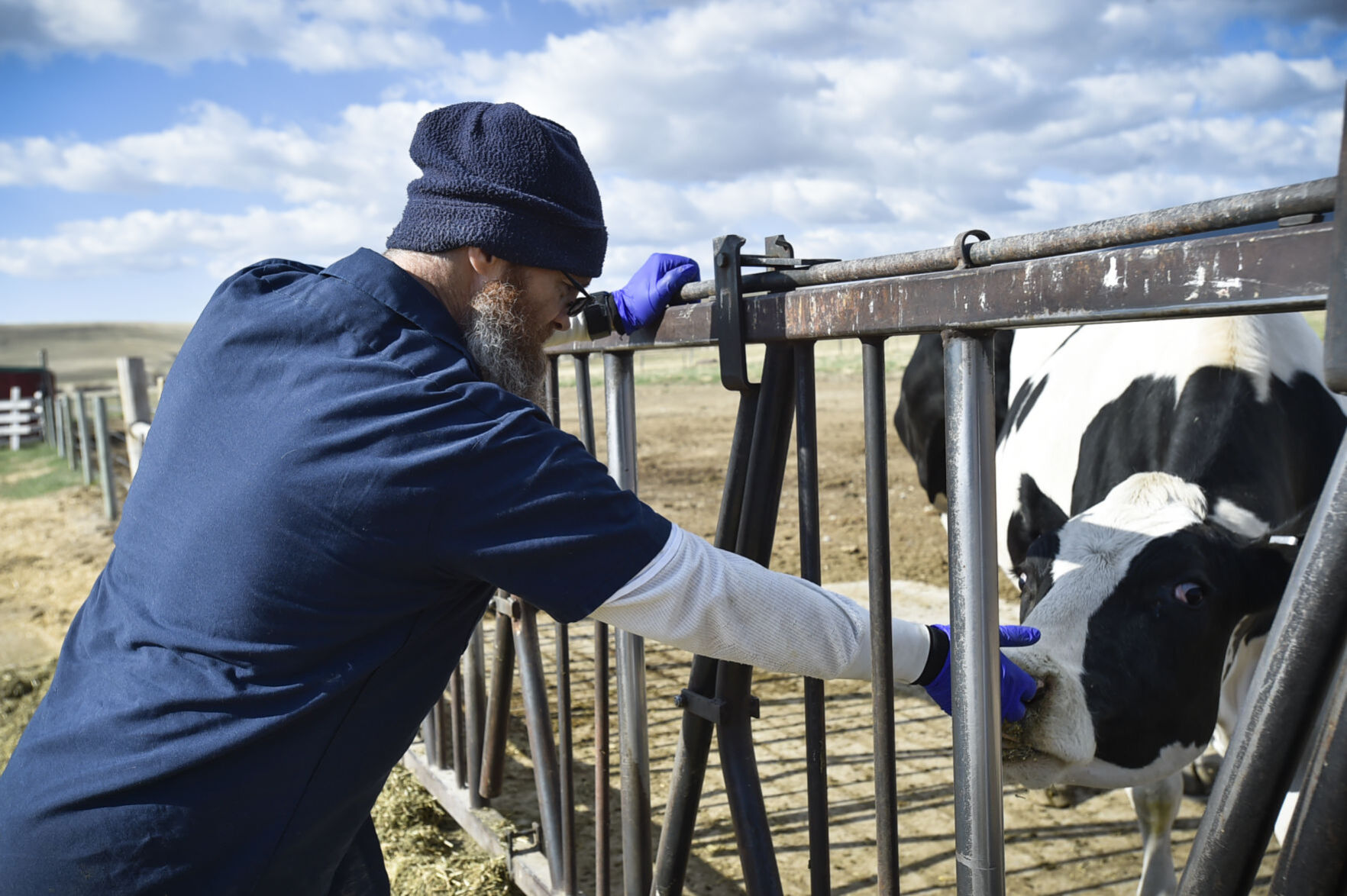 Prison inmate Mark McGuire pets a dairy cow